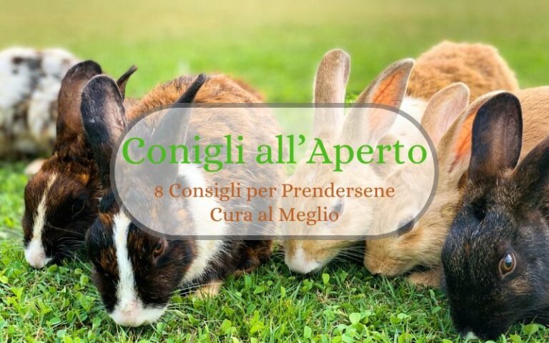 Conigli all'aperto Functional Image; Informative Image