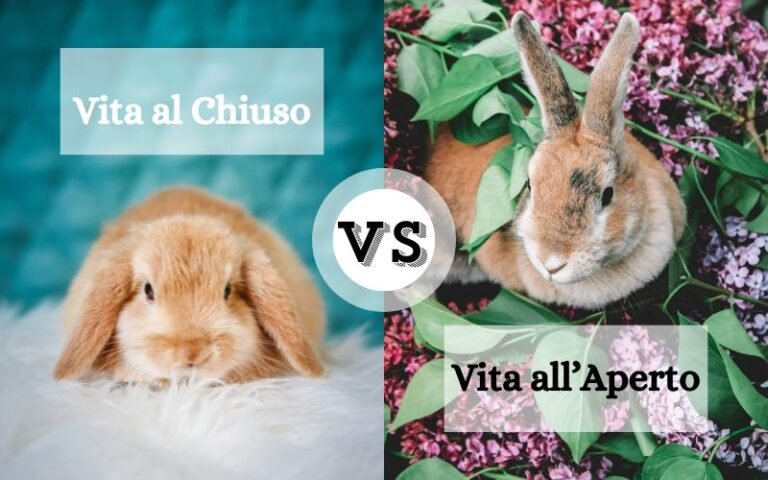 Vita all'Aperto vs Vita al Chiuso; Functional Image; Informative Image.