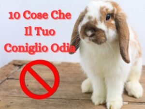 Scopri di più sull'articolo 10 Cose Che Il Vostro Coniglio Odia