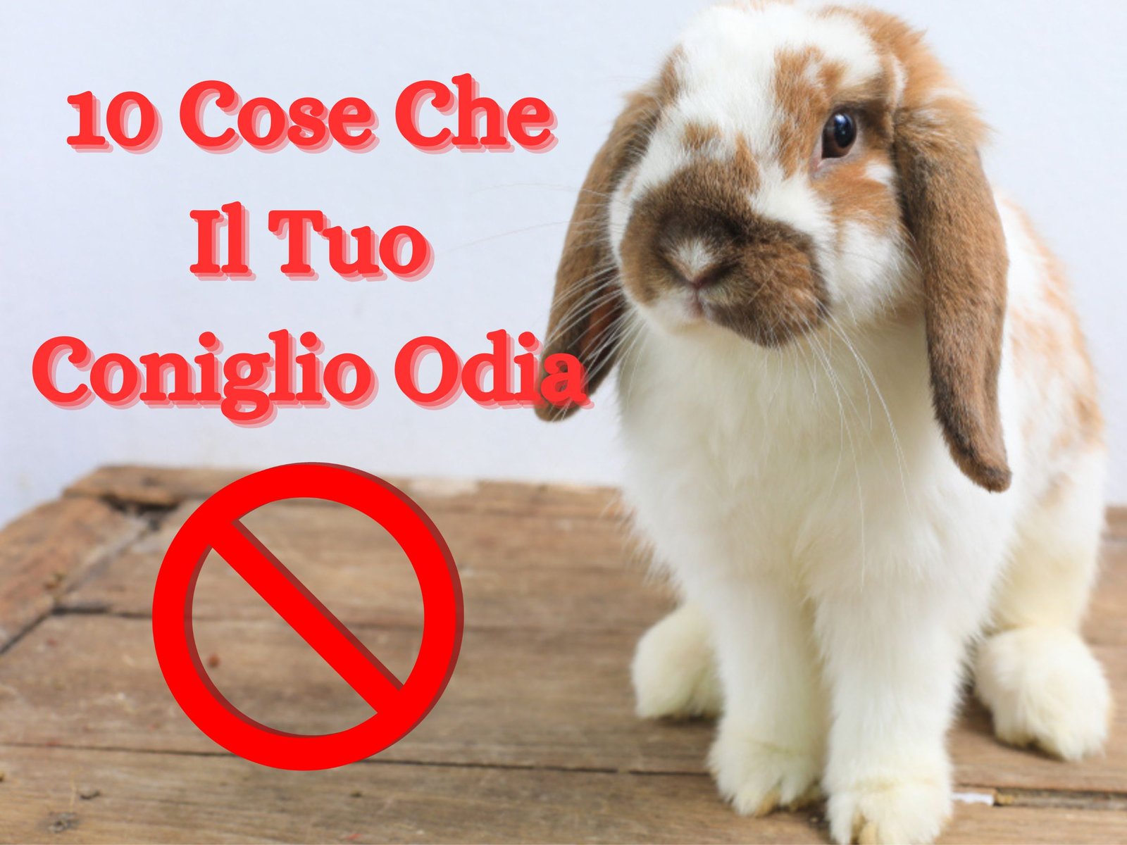 Al momento stai visualizzando 10 Cose Che Il Vostro Coniglio Odia