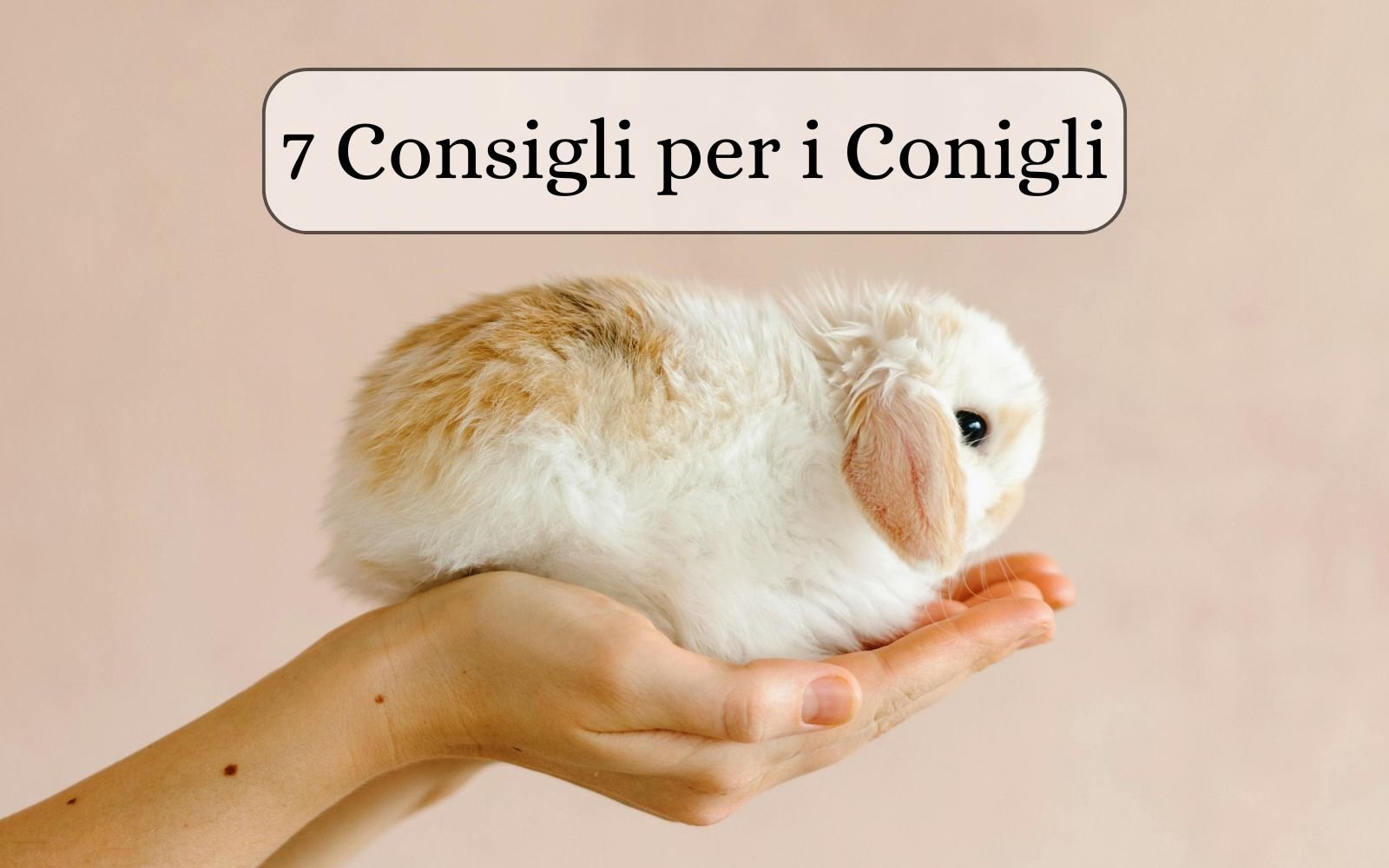 Scopri di più sull'articolo Come Prendersi Cura dei Conigli all’Interno: 7 Consigli