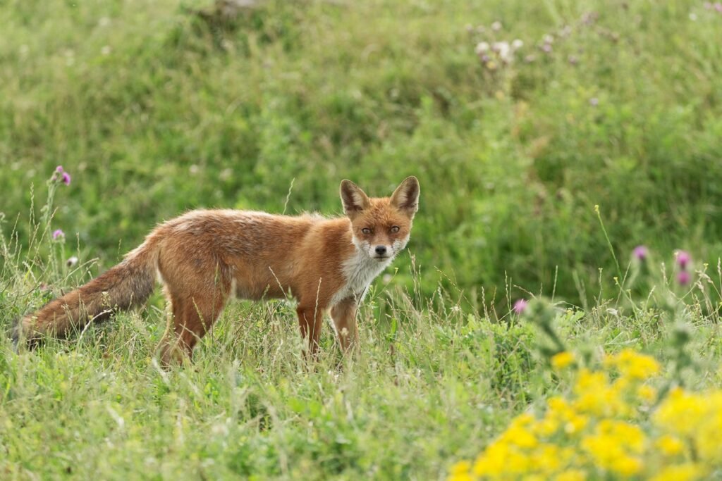 predatori, contro vita all'aperto