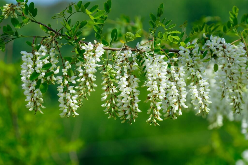 Acacia, Legni Sicuri per Conigli La Guida Di Cui Avete Bisogno Functional Image Informative Image