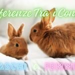 8 Differenze Tra Conigli Maschi E Femmine: Guida Completa