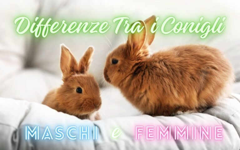 Differenze Tra Conigli Maschi E Femmine Featured IMage