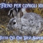 Fieno Per Conigli 101: Tutto Ciò Che Devi Sapere