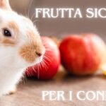 Frutta Sicura Per I Conigli: Essenziale Per Una Dieta Sana e Bilanciata