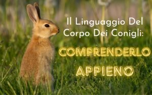 Scopri di più sull'articolo Il Linguaggio Del Corpo Dei Conigli: Comprenderlo Appieno