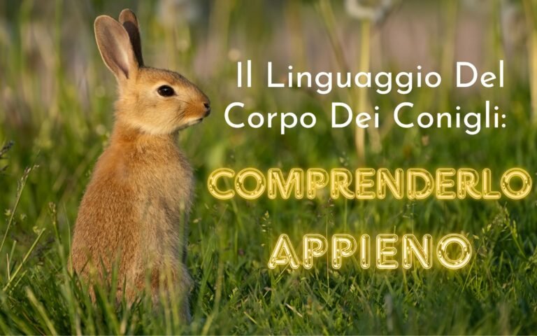 Il Linguaggio Del Corpo Dei Conigli Comprenderlo Appieno Functional Image Informative Image