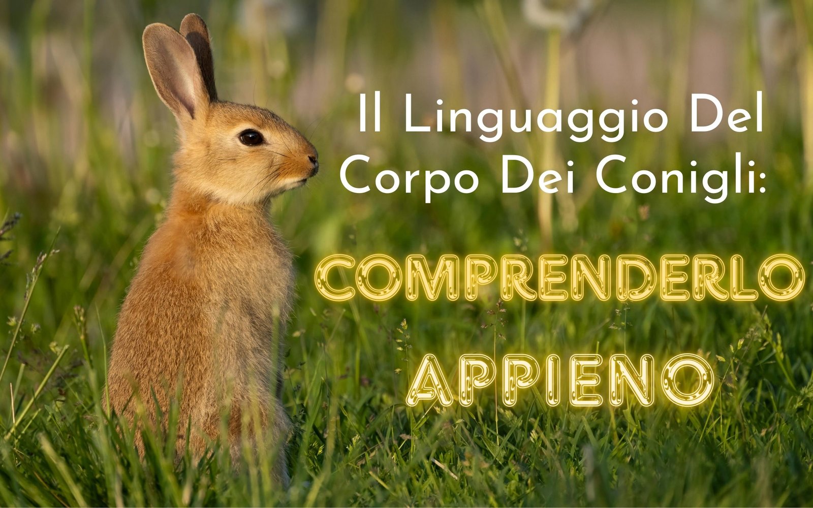 Al momento stai visualizzando Il Linguaggio Del Corpo Dei Conigli: Comprenderlo Appieno