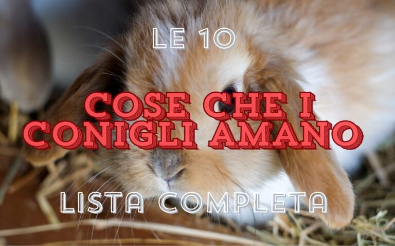 Le 10 Cose che i Conigli Amano